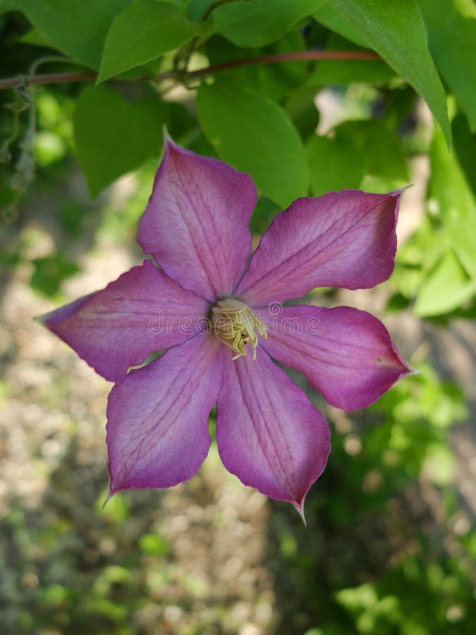 Clematis. Purple curly flower. Green flowering liana. stock photography