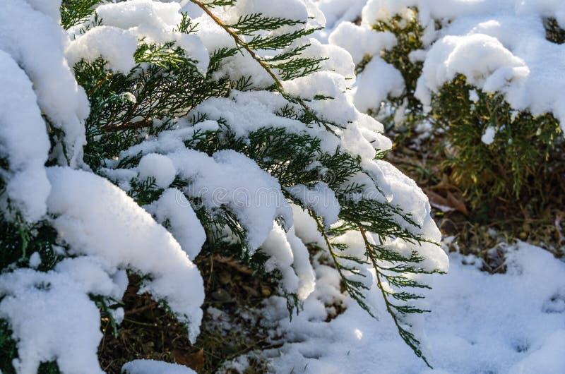 Close-up of beautiful green leaves Cossack juniper Juniperus sabina Tamariscifolia covered with white fluffy snow. Selective focus. Nature concept for magic royalty free stock image