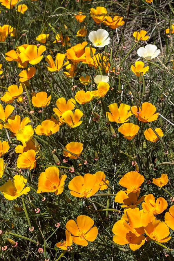 California Poppy royalty free stock image