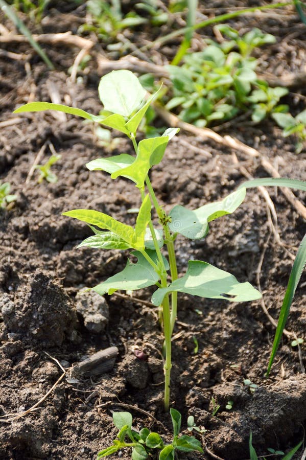 Fresh green yard long bean plant on the ground. Close up fresh green yard long bean plant on the ground stock photo