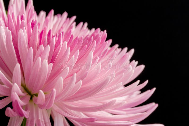 Close up pink chrysanthemum stock photography