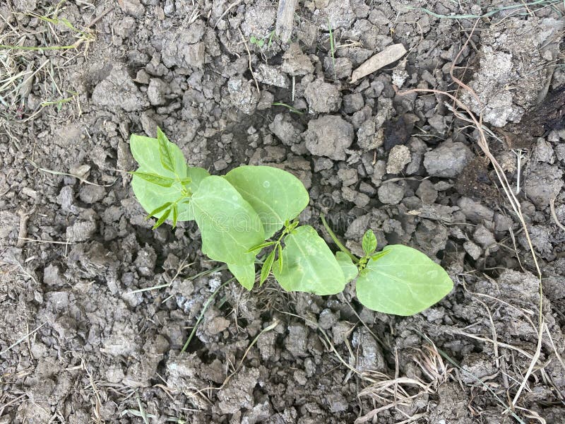 Yard long bean plaint on the ground. Close up yard long bean plaint on the ground royalty free stock photo