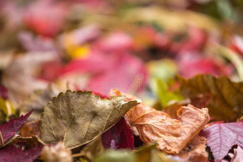 Yard leaves on ground during Autumn. Selective focus. Closeup of yard leaves on ground during Autumn. Selective focus with copy space royalty free stock images