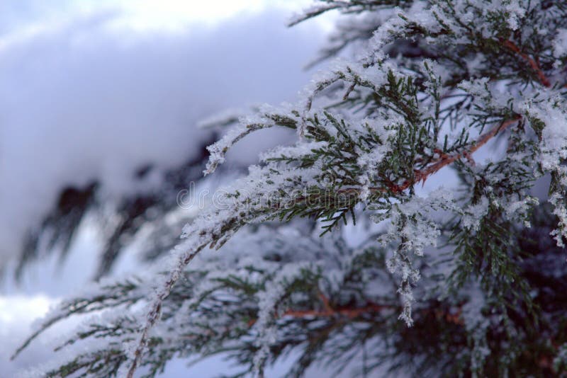 Cossack juniper on a cold winter morning. Snow on the branches close up stock images