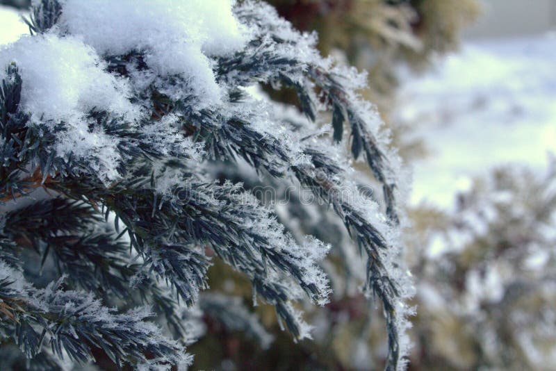 Cossack juniper on a cold winter morning. Snow on the branches close up royalty free stock photos