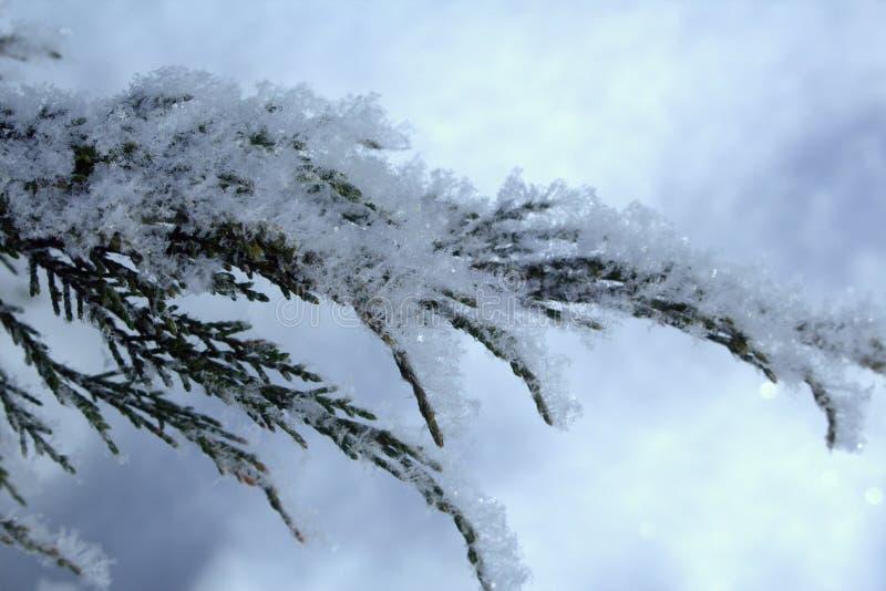 Cossack juniper on a cold winter morning. Snow on the branches close up stock images