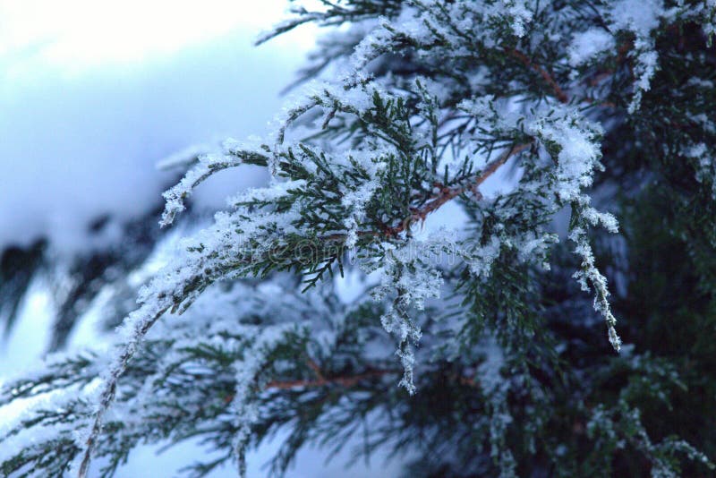 Cossack juniper on a cold winter morning. Snow on the branches close up stock photos