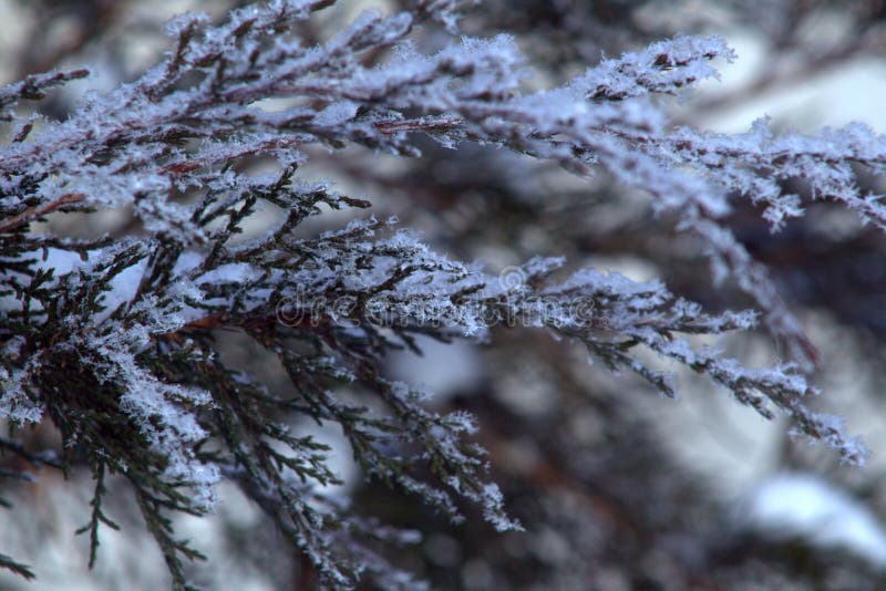 Cossack juniper on a cold winter morning. Snow on the branches close up royalty free stock images