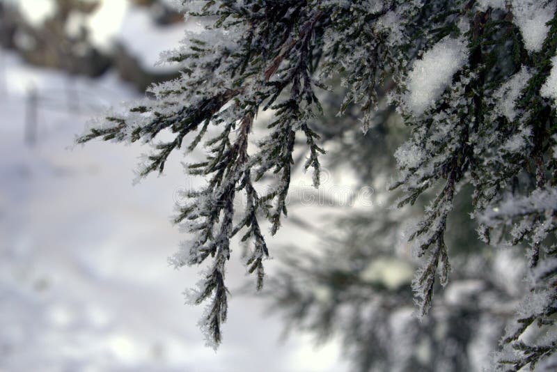 Cossack juniper on a cold winter morning. Snow on the branches close up stock photography