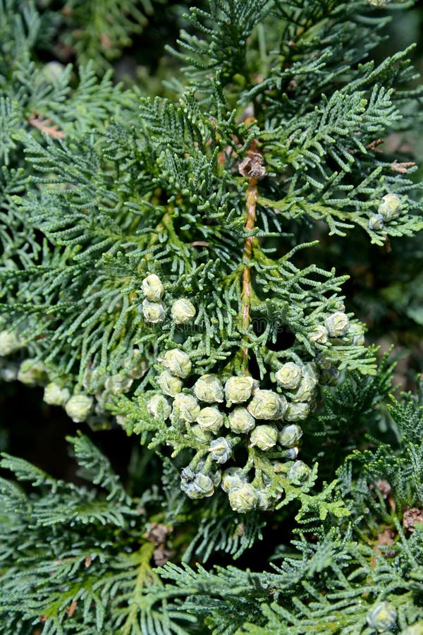 Cossack juniper Juniperus sabina L.. Branch with green fruits.  royalty free stock photos