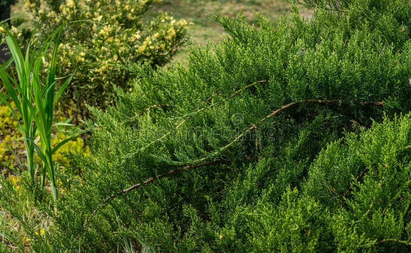 Cossack juniper Juniperus sabina Tamariscifolia grows on pond shore. Green leaves of Juniper fits perfectly into design of garden. Cossack juniper Juniperus royalty free stock photos