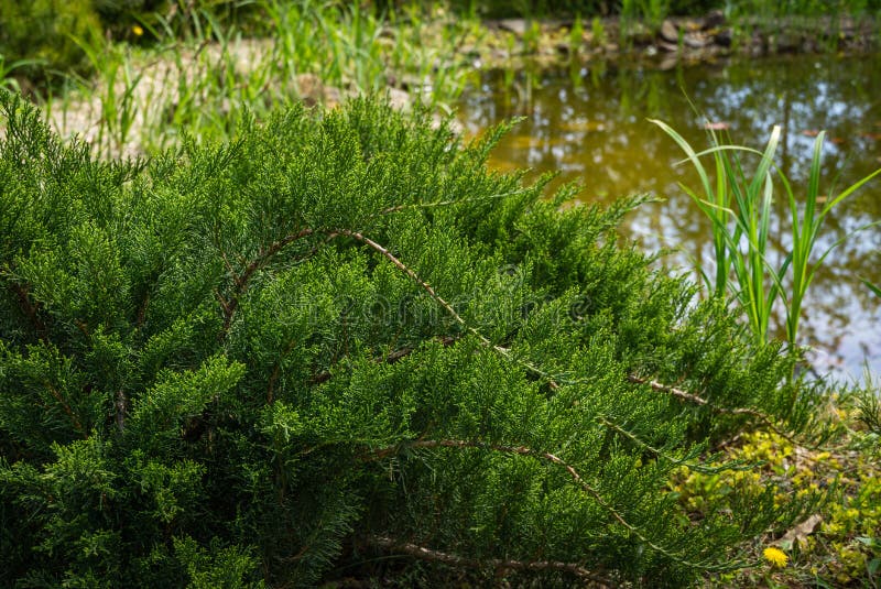Cossack juniper Juniperus sabina Tamariscifolia grows on pond shore. Green leaves of Juniper fits perfectly into design of garden. Cossack juniper Juniperus stock image