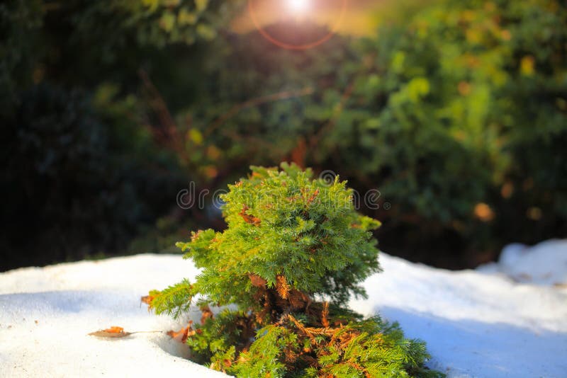 Cossack juniper  lat. Juniperus sabina. Shearing of the juniper with gardening scissors, Soft focus. Garden art/ design/. Landscape. Blurred background with royalty free stock photo
