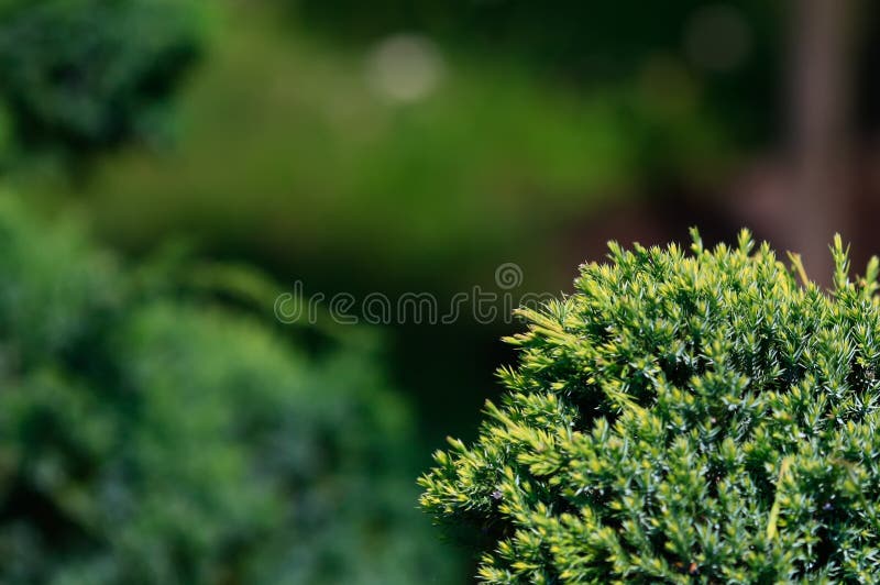 Cossack juniper  lat. Juniperus sabina. Shearing of the juniper with gardening scissors, Soft focus. Garden art/ design/ royalty free stock photos