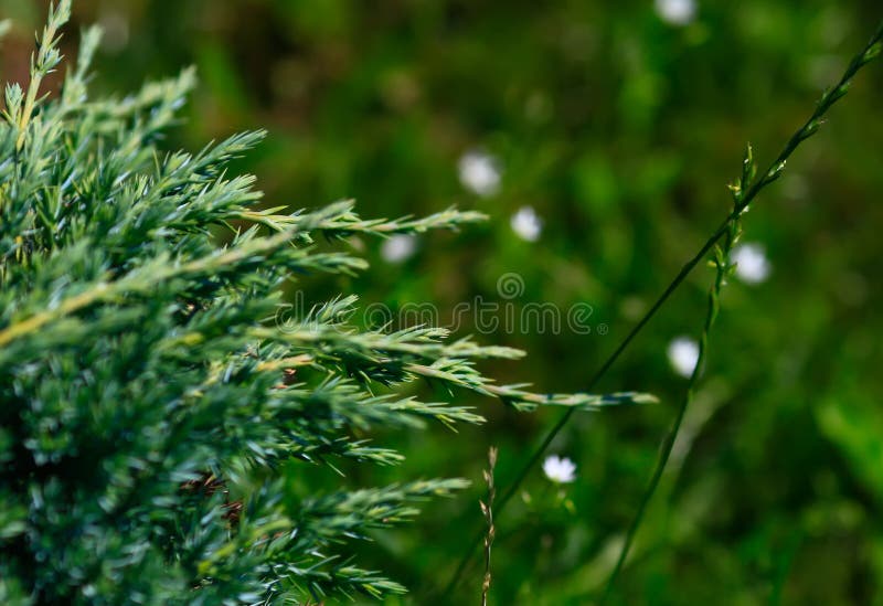 Cossack juniper  lat. Juniperus sabina. Shearing of the juniper with gardening scissors, Soft focus. Garden art/ design/ stock image