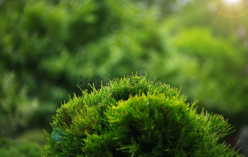 Cossack juniper  lat. Juniperus sabina. Shearing of the juniper with gardening scissors, Soft focus. Garden art/ design/. Landscape. Blurred background with stock image