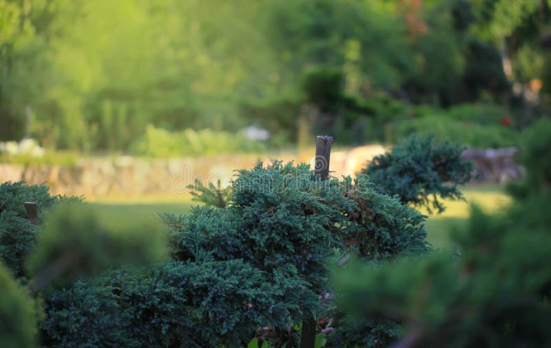 Cossack juniper  lat. Juniperus sabina. Shearing of the juniper with gardening scissors, Soft focus. Garden art/ design/. Topiary. Blurred background with royalty free stock images