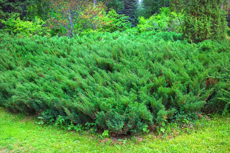 Cossack juniper lat. Juniperus sabina. Siberia, Russia. Cossack juniper lat. Juniperus sabina. Juniper bushes at the forest`s edge royalty free stock photo