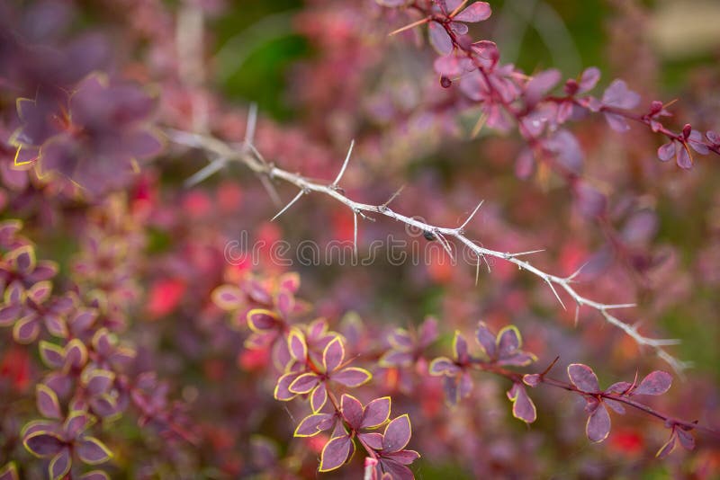 Dark maroon leaves Berberis thunbergii Coronita stock photos