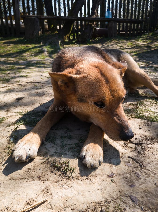 The domestic dog shyly looks away as it lies on the ground in the village yard and warms itself on a warm spring and sunny spring. Day royalty free stock image