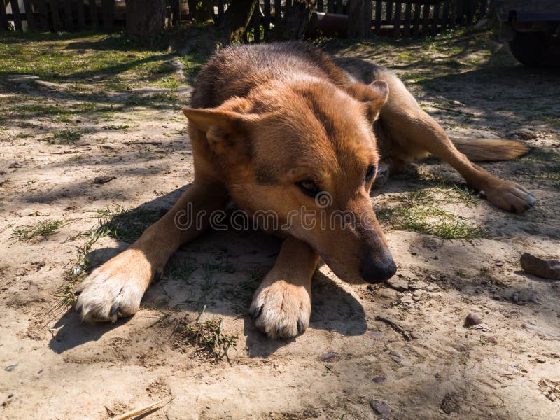 The domestic dog shyly looks away as it lies on the ground in the village yard and warms itself on a warm spring and sunny spring. Day stock image