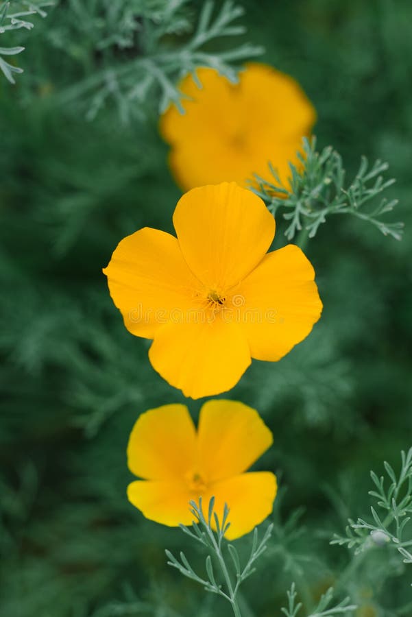 Escholzia yellow flowers grow in the garden in summer. Selective focus.  royalty free stock photo