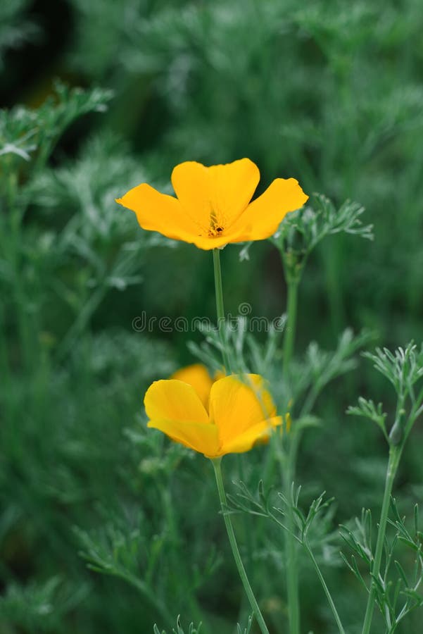 Escholzia yellow flowers grow in the garden in summer. Selective focus.  royalty free stock photos