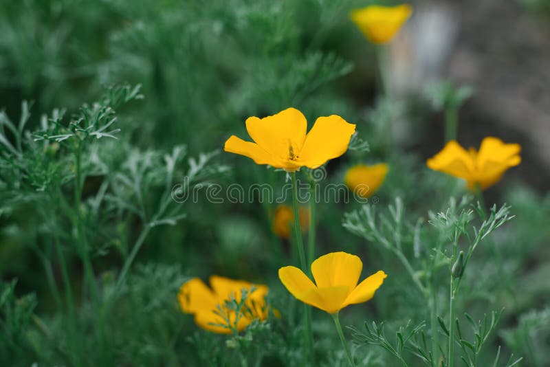 Escholzia yellow flowers grow in the garden in summer. Selective focus.  royalty free stock image