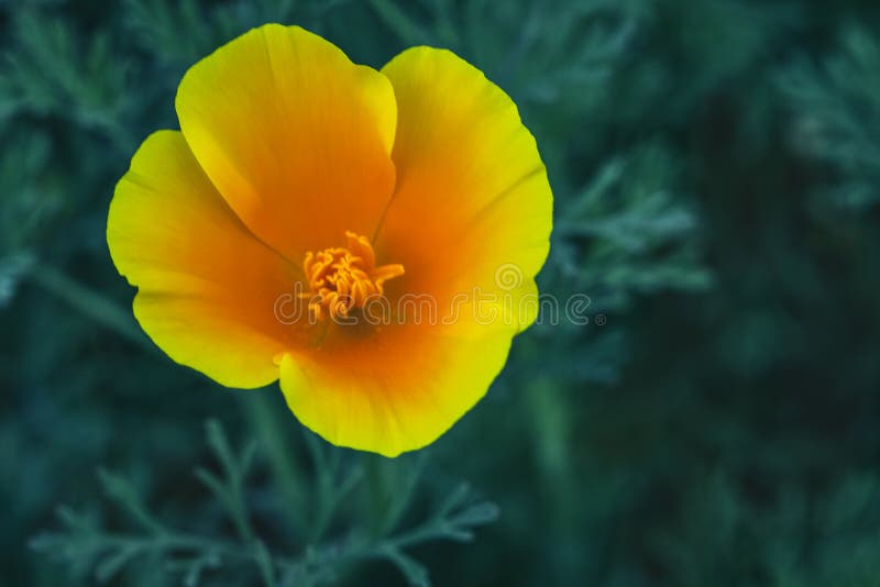 Eschscholzia californica, Fields of California Poppy during peak blooming time royalty free stock photos