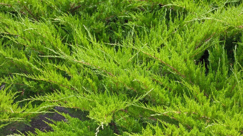 Evergreen cossack juniper in the summer. Natural pattern and texture royalty free stock photography