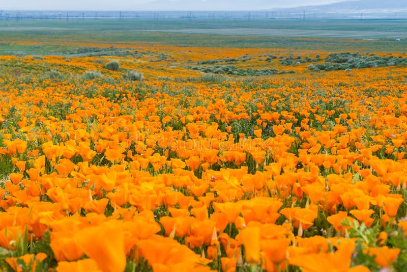 Fields of California Poppy Eschscholzia californica during peak blooming time stock images