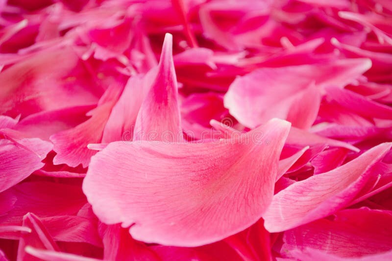 Flower petals royalty free stock photography