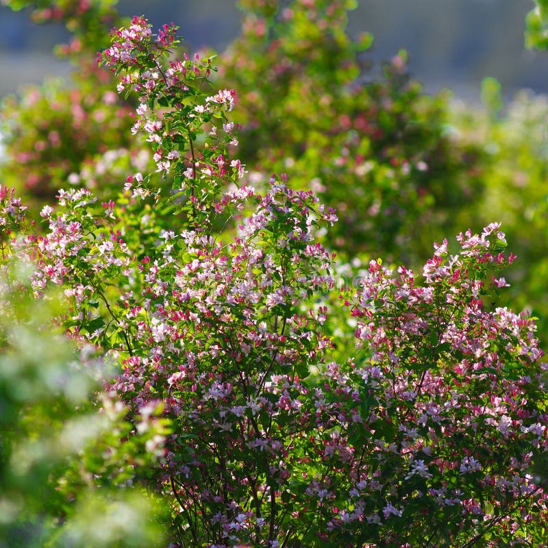 Flowering bush honeysuckle in garden. royalty free stock image