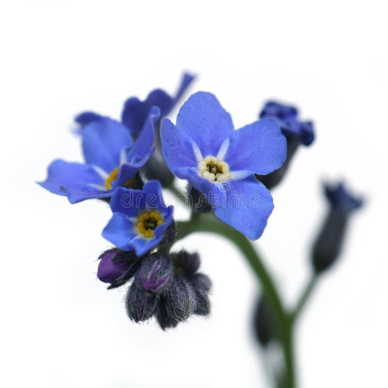 Forget-me-not royalty free stock photos
