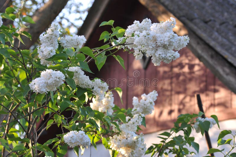 white curly lilak flower at springtime on old rural garden royalty free stock images