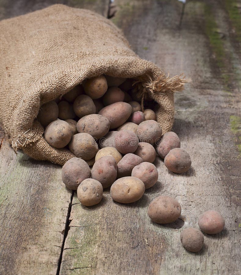 Fresh harvested potatoes spilling out of a burlap bag, on a rough wooden palette. Potatoes spilling out of a burlap bag, on a rough wooden palette stock image