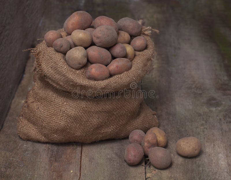 Fresh harvested potatoes spilling out of a burlap bag, on a rough wooden palette royalty free stock photo