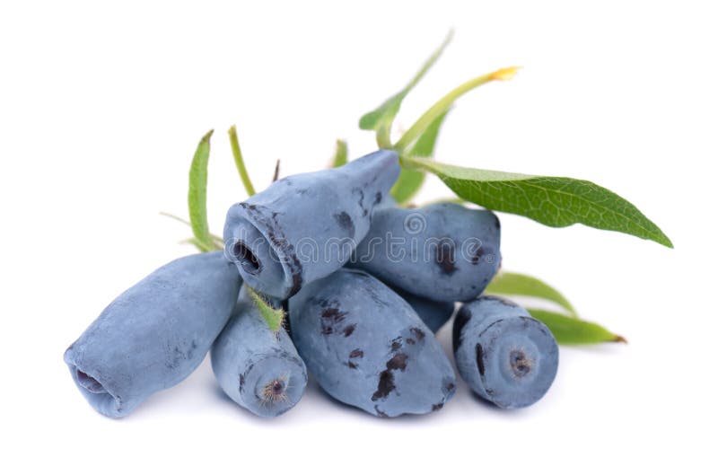 Fresh honeysuckle blue berry fruits with leaf, isolated on white background.  royalty free stock photos