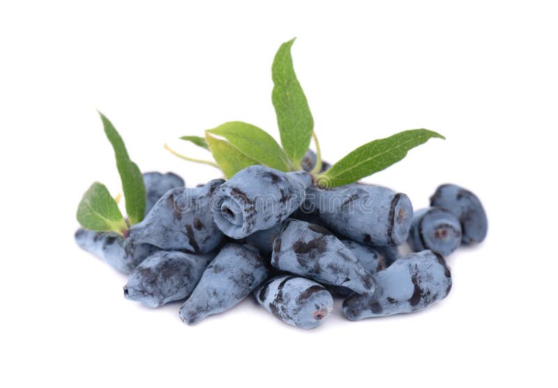 Fresh honeysuckle blue berry fruits with leaf, isolated on white background.  stock image