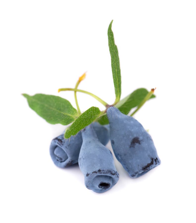 Fresh honeysuckle blue berry fruits with leaf, isolated on white background.  stock image