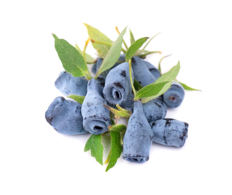 Fresh honeysuckle blue berry fruits with leaf, isolated on white background.  royalty free stock photography