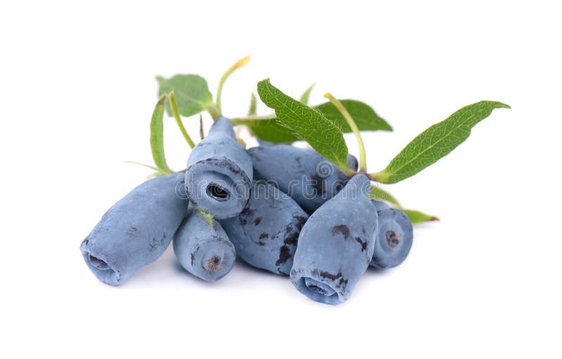 Fresh honeysuckle blue berry fruits with leaf, isolated on white background.  stock photo
