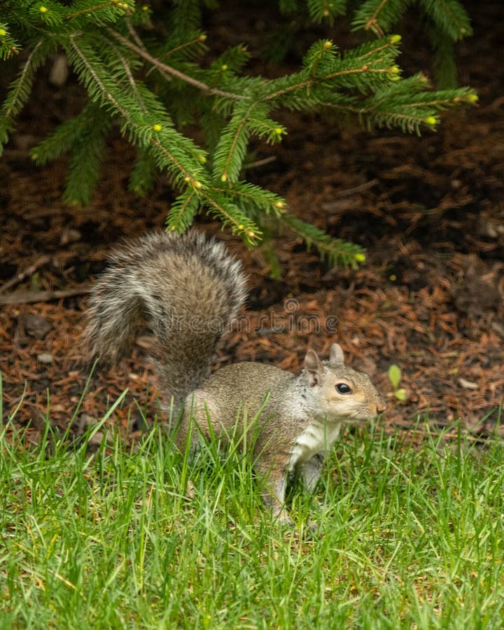 A ground squirrel explores a yard. For food while curling its tail royalty free stock image