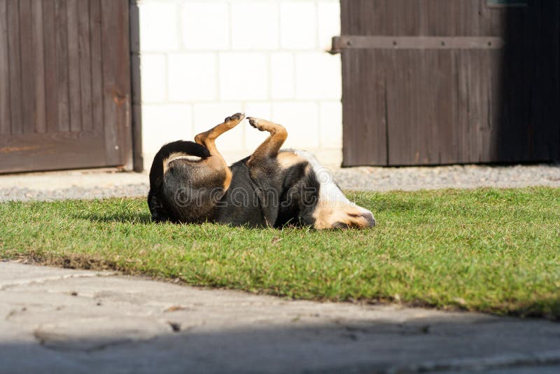 Happy dog rolling on the ground and relaxing in the yard. Laying on the back stock photo
