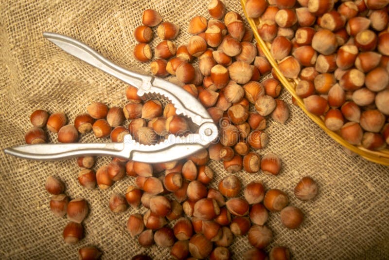 Hazelnuts in a wicker basket, a scattering of hazelnuts and a Nutcracker on the background of burlap with a rough texture. Close. Up stock photo