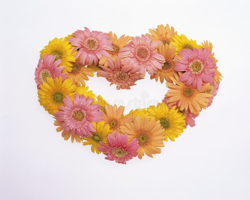 Heart-shaped chrysanthemum flowers. Yellow and pink flowers stock photography