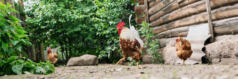 Hens and roosters wander on yard ground near green bushes. Hens and roosters wander on grey yard ground near green bushes and brown wooden village building on stock images