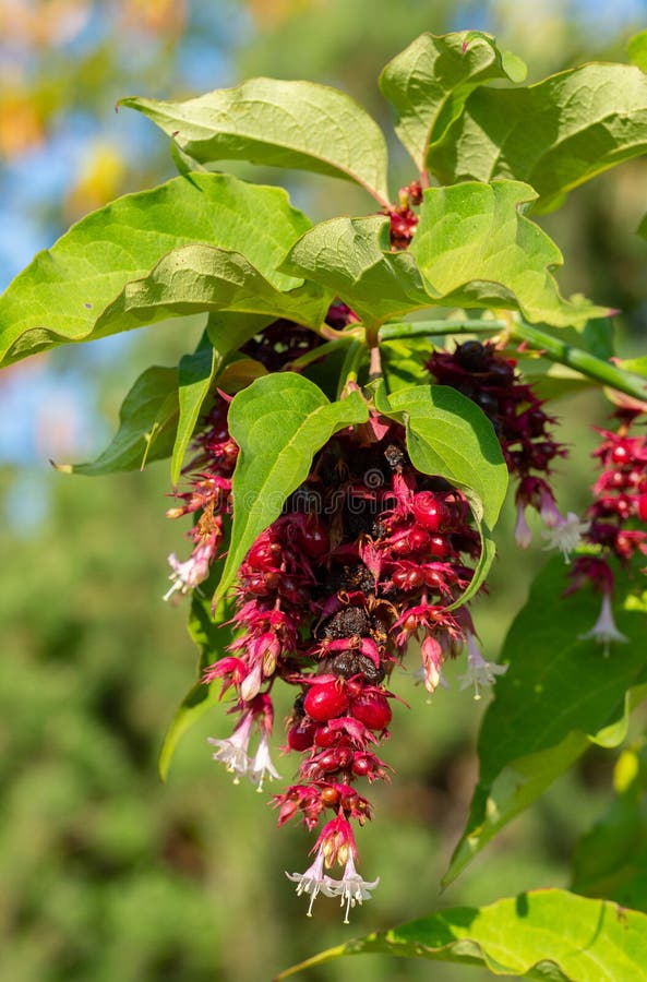 Himalayan honeysuckle bush with fruits and leaves. In summer royalty free stock images