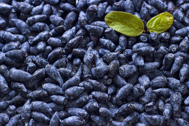 Honeysuckle berry fruits background. Fresh and wet honeysuckle blue berry fruits background, copy space stock images