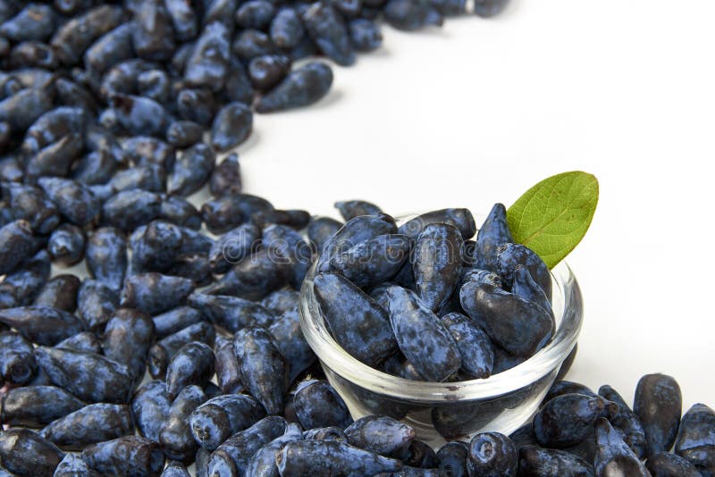 Honeysuckle berry fruits in a glass bowl. Honeysuckle blue berry fruits in a glass bowl on white background stock photography